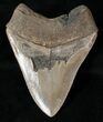 Serrated Megalodon Tooth #16400-2